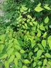 Zelkova serrata
